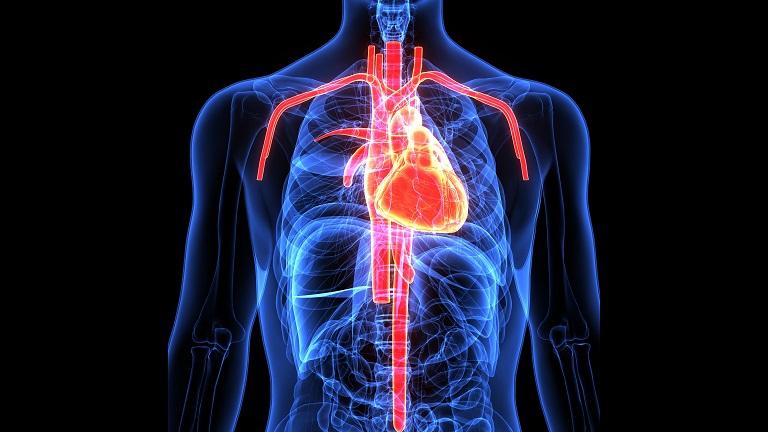 How can a vitamin really support heart function